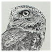 Little Owl drawing